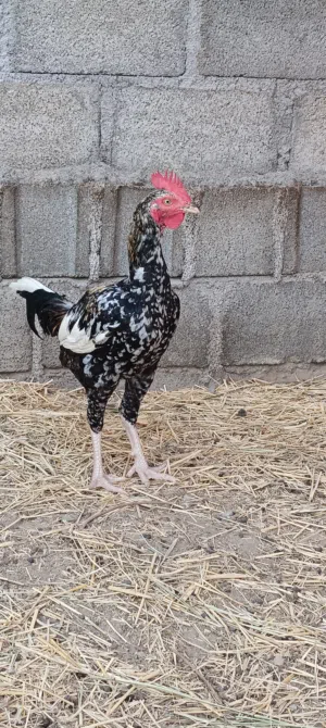 للبيع ديك شانجرا