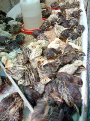 فري للبيع العمر اقل من شهر