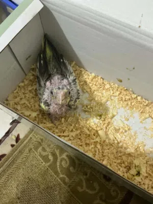 روز لاتينو عين حمرا و فرخ كوكتيل