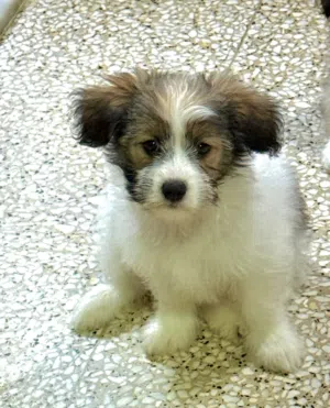 Female maltese Dog only three months old very good and pure puppy