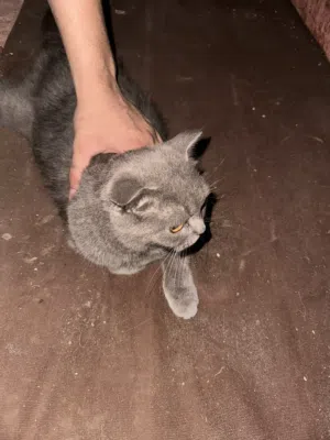 قط شيرازي بصحة جيدة