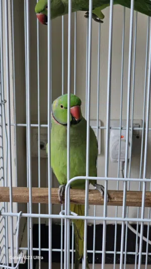 talking ringneck