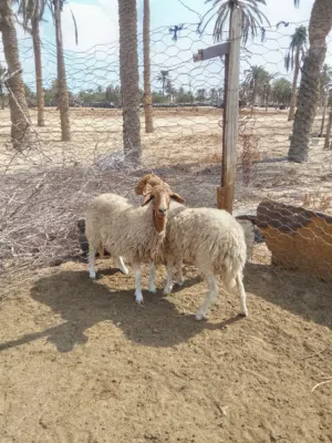 زوز بركوسات توامه عمر 9شهور