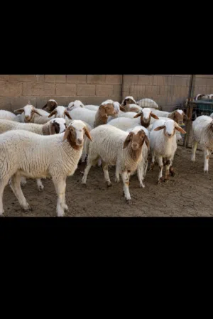 مطلوب خرفان بيوضي