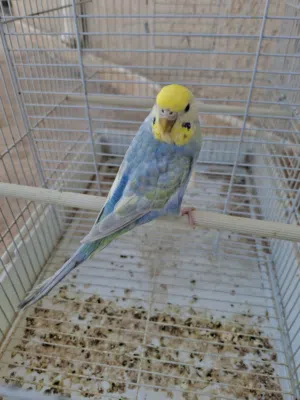 نتاية لون ووصف وحجم