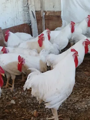 متوفر ديوك لذبح والترباي اقراء الوصف