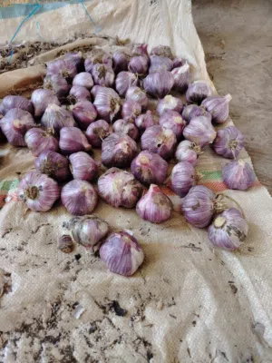 ثوم الجبل الأخضر
