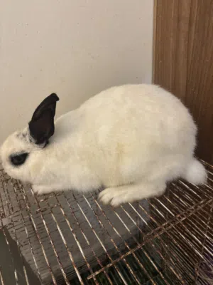 للبيع او البدل  أرنب أنثى هولنديه الحجم الكبير