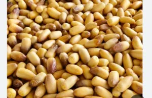 رطب نغال الكيلو 500 بيسة فقط
