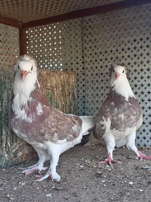 Pigeons0