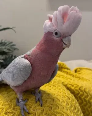 كوكاتو جالا للبيع