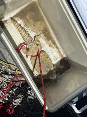 للبيع ضبان اصفر و برتقالي شي طيب و شرط الصحه سوم بالمعقول  و شيله