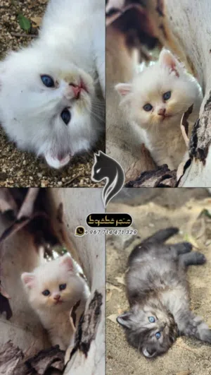 شيرازي الام والاب هملايا اورنج