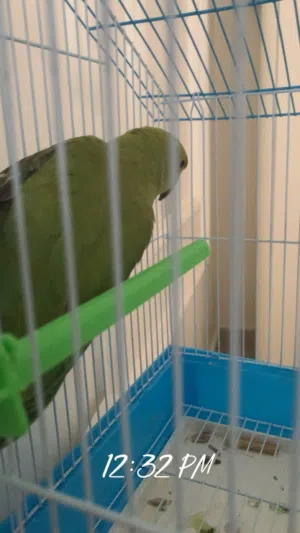 بغبغاء الدره أنثى