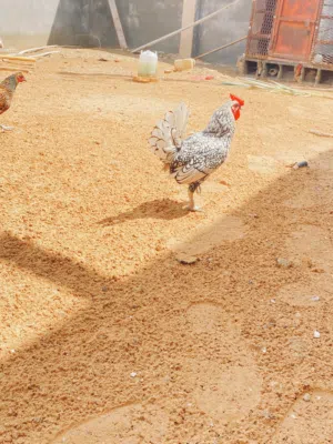 فروج انيق للبيع فضي ومنتج قبل