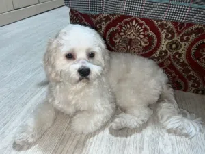 Dog for sale poodle breed bahrains no:2 IQ dog
