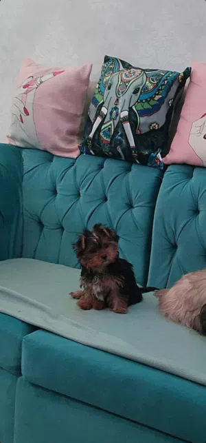 للبيع جراء يورك شاير تيرير (Yorkshire Terrier) نخب أول، تمتاز بحجم الـ T-cup الصغير جداً والمطلوب
