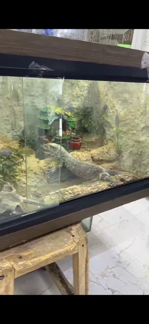 Other Animals2