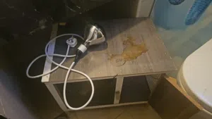 قفص مع ليت حق الصيصان