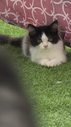 قطط شيرازى انثى للبيع