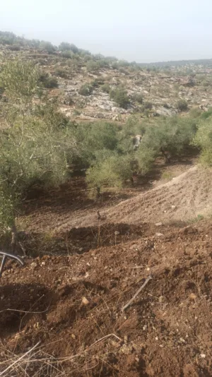 Commercial . 5977 m2 . Landlord3