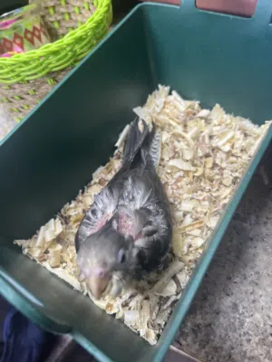 للبيع فرخ كوكتيل