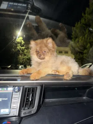 Pomeranian