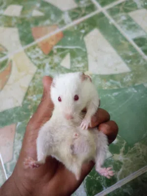 هامستر ابيض