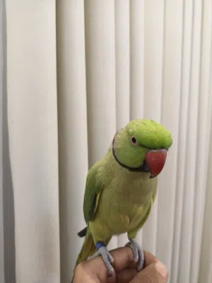 للبيع ببغاء متو ( درة هندية ) متكلم أليف