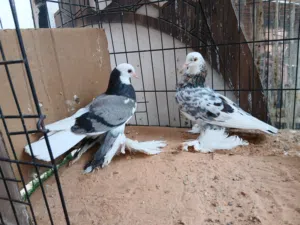 كوبية شقلاب ھزاز و انثاية فردية على ريشة