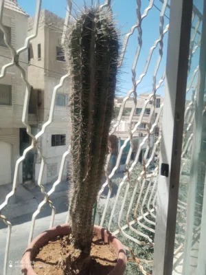 للبيع نبتة صبار