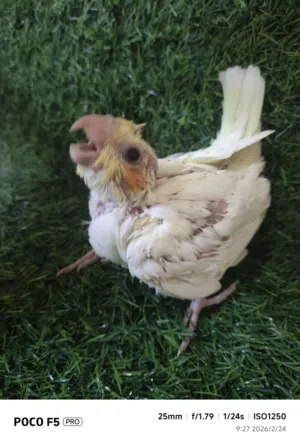 فرخ كروان لاتينو عيون حمر لهواة الغر والهدد