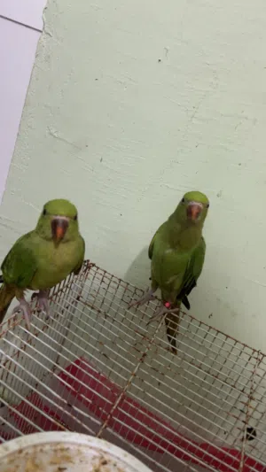 ( طيور ببغاء اخضر )