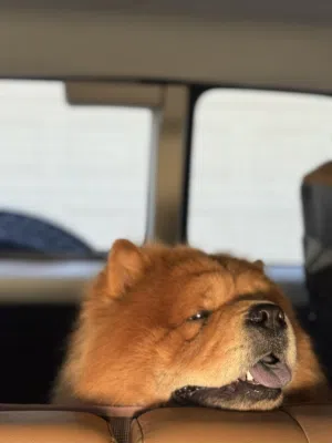 Chow Chow  M