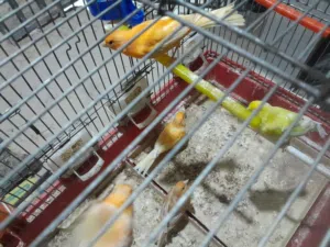 موجود 11 حبه كنار خمس جواز وفحل مخلف الله يبارك لصاحب  النصيب