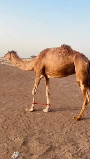 قليصة طيب طبيع
