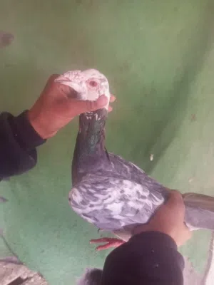 حمام انواع للبيع