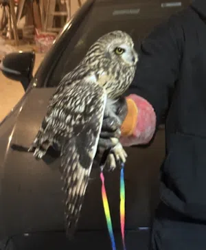 بومة اذن قصيرة