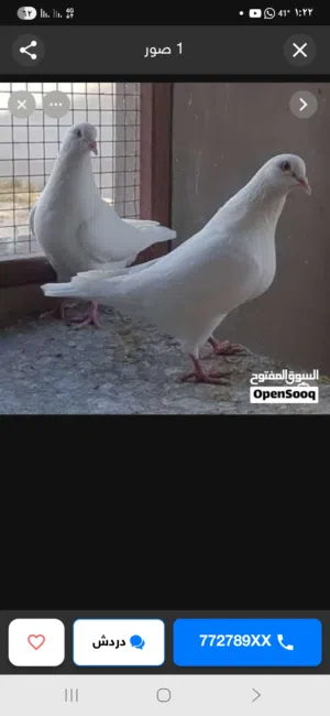 مطلوب حمام لاحم بسعر مناسب
