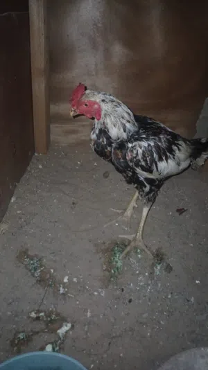 بجو باكسسواراتي للبيع