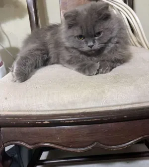 القطوه للبيع حط سعرك و تعال خذها