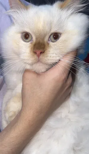 cats Ragdoll and Chinchilla mix.
