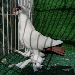 عمر الخوالدة الخوالدة