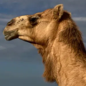 الشبلي 