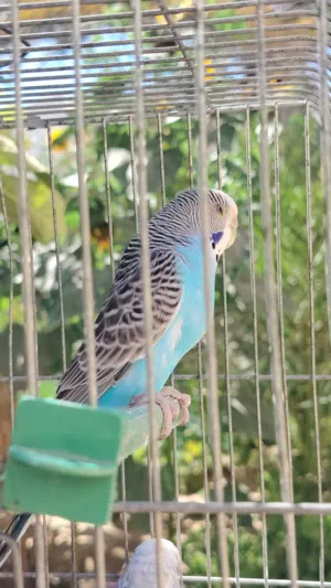 كوبيه بقلينو اقراء الوصف