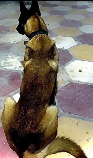 مالينو (Malinois)  - حارس ذكي، لاعب كرة قدم،  حرّك،لعوب وصديق وفي للعائلة تواصل معي للأستفسار