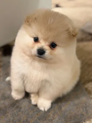 كلب بورمنيان نخب لطيف كتير وجميل