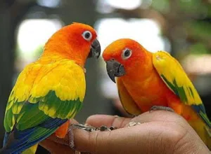 صن كنيور - أليف ومتعلم