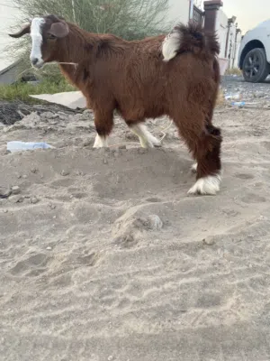 اغنام للبيع