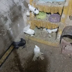 حمام هنادي